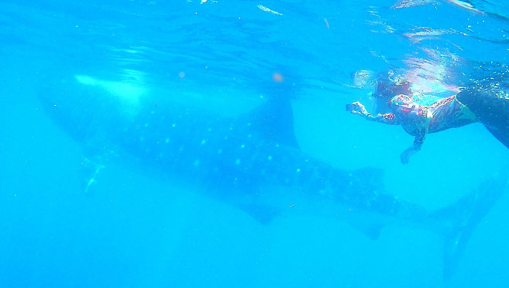 whale shark tour Riviera Maya Cancun