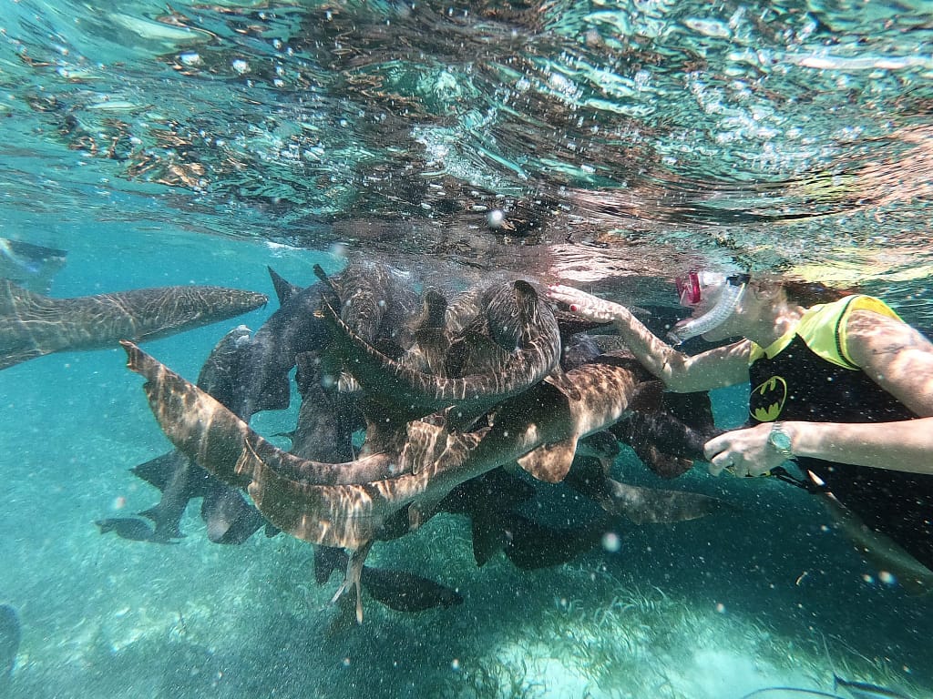 Belize Shark Snorkel tour