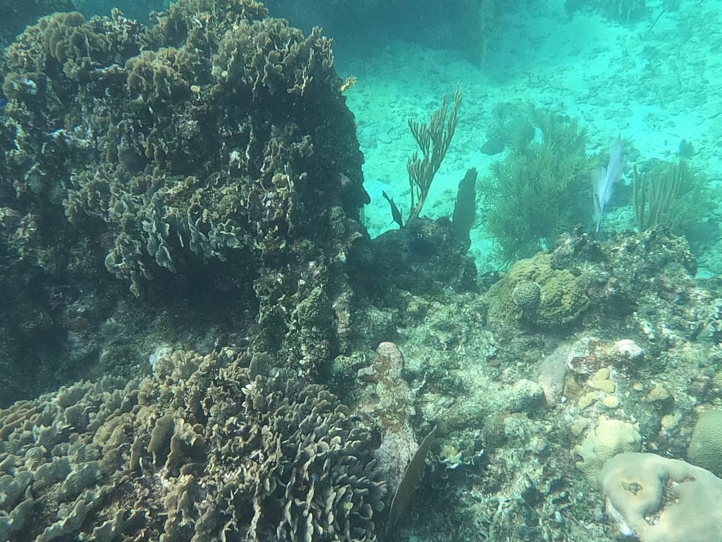 Roatan reef snorkel