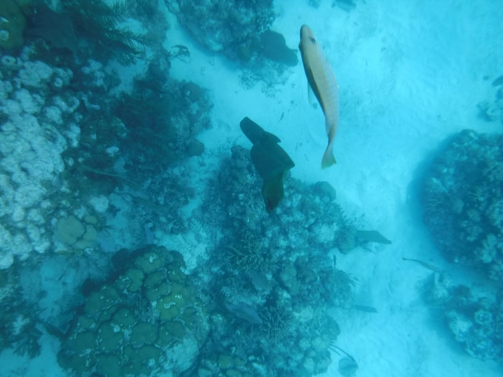 moray eel Belize snorkel
