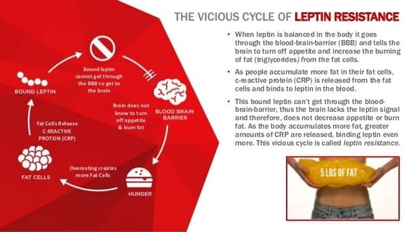 Hcg stimulates Leptin the hunger hormone
