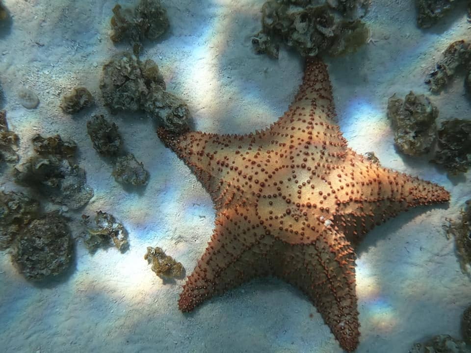 cozumel snorkel excursion starfish