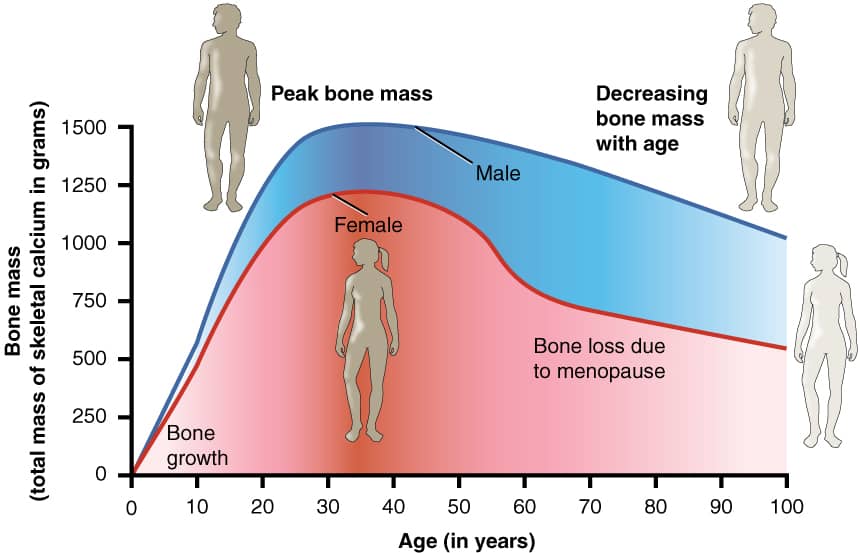 bone density, aging, fitness