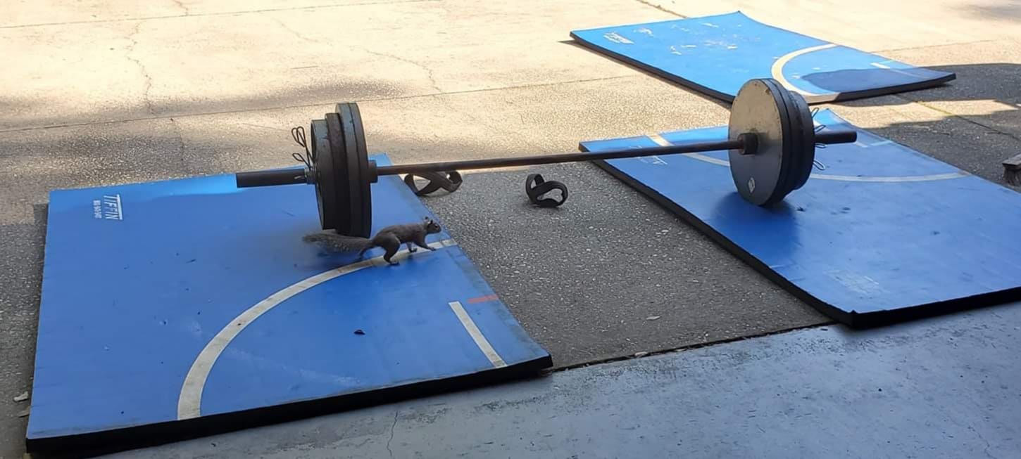 Squirrel, powerlifting home garage gym, barbell, strength