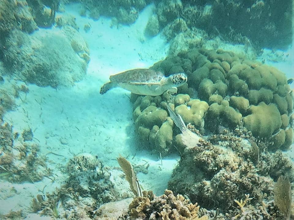 snorkeling Belize sea turtle