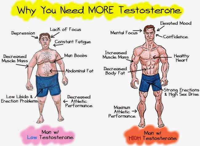 hcg stimulates testosterone production