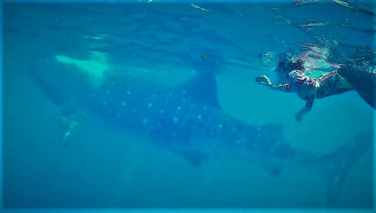 snorkeling Cancun Grand Sirenis Whale Shark