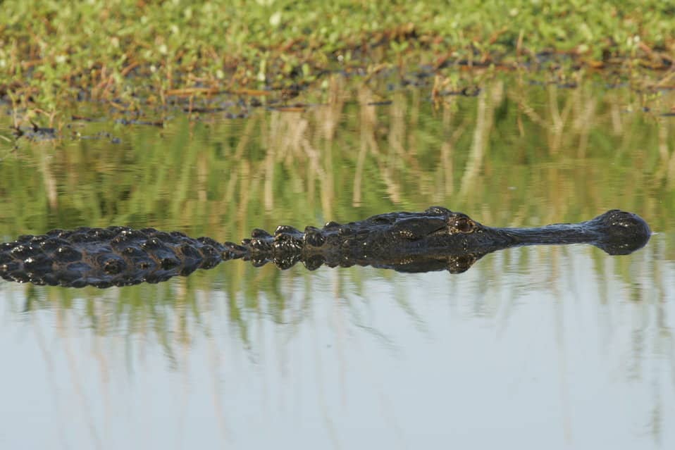 alligator attack